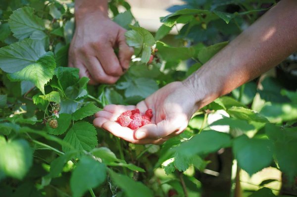 Which Native Hedging Plants Provide the Best Privacy and Sound Absorption?