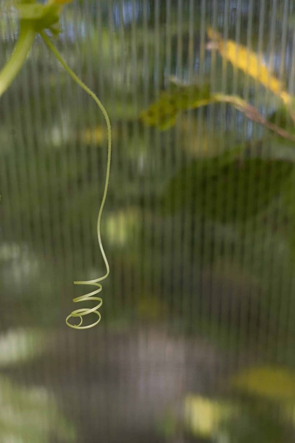 How to Modify Your Home Environment for a Cat with Feline Leukemia Virus (FeLV)?